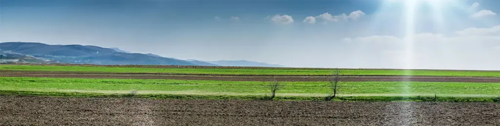 Animal Drawn Plough